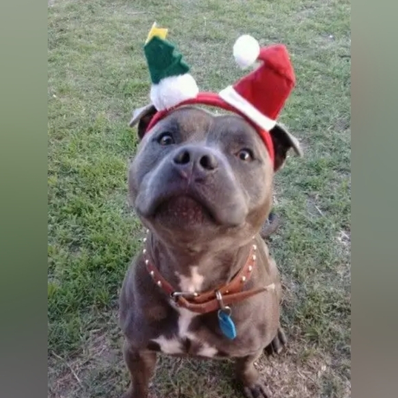 Hush Puppies Women's Cyra Catelyn Boots 5490-603 Dk Red Suede NIB Sz US10/EU42 - Picture 5 of 12